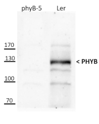 PhyB | Phytochrome B (dicots) in the group Antibodies Plant/Algal / Developmental Biology / Photomorphogenesis at Agrisera AB (Antibodies for research) (AS21 4566)